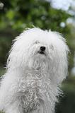 BICHON BOLONAIS 041